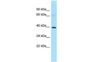 WB Suggested Anti-PAQR8 Antibody Titration: 1. (PAQR8 Antikörper  (C-Term))