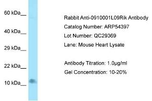 Western Blotting (WB) image for anti-Late Endosomal/lysosomal Adaptor, MAPK and mTOR Activator 4 (LAMTOR4) (N-Term) antibody (ABIN2785693)