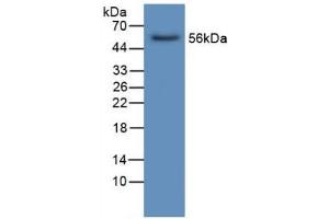Western blot analysis of Human Liver Tissue. (LIPC Antikörper  (AA 25-247))
