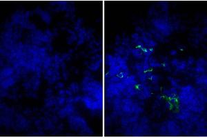 Frozen mouse lymph node section was stained with Goat IgG-FITC isotype control followed by DAPI. (Ziege IgG isotype control (FITC))