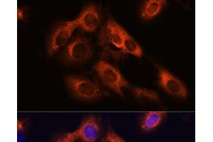 Immunofluorescence analysis of C6 cells using RAPH1 Polyclonal Antibody at dilution of 1:100. (RAPH1 Antikörper)