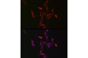 Immunofluorescence (IF) image for anti-Neighbor of BRCA1 Gene 1 (NBR1) antibody (ABIN1680974)