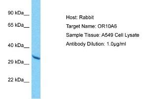 Host: Rabbit Target Name: OR10A6 Sample Type: A549 Whole Cell lysates Antibody Dilution: 1. (OR10A6 Antikörper  (C-Term))