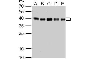 WB Image hnRNP C1/C2 antibody detects HNRNPC protein by Western blot analysis. (HNRNPC Antikörper)
