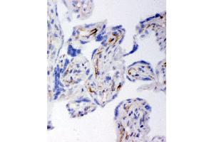 Anti-HSD17B2 antibody, IHC(F) IHC(F): Human Placenta Tissue (HSD17B2 Antikörper  (C-Term))