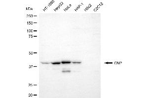 Western blotting analysis using CNP antibody (ABIN7797416). (Cnpase Antikörper)