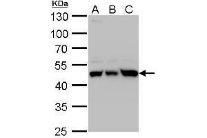 WB Image UQCRC1 antibody detects UQCRC1 protein by western blot analysis. (UQCRC1 Antikörper)