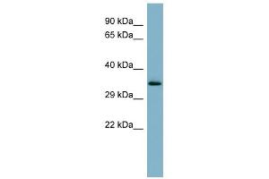 WB Suggested Anti-MUC15 Antibody Titration:  0. (MUC15 Antikörper  (Middle Region))