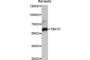 Western blot analysis of extracts of rat testis, using TEKT5 antibody (ABIN5999026) at 1:3000 dilution. (TEKT5 Antikörper)