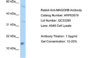 Western Blotting (WB) image for anti-Mago-Nashi Homolog B (MAGOHB) (C-Term) antibody (ABIN2789206) (Mago Nashi Homolog 2 Antikörper  (C-Term))