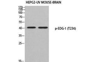 Western Blot (WB) analysis of HepG2-UV Mouse Brain using p-EDG-1 (T236) antibody. (S1PR1 Antikörper  (pThr236))