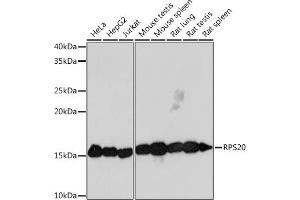 Western blot analysis of extracts of various cell lines, using RPS20 Rabbit mAb (ABIN7270017) at 1:1000 dilution. (RPS20 Antikörper)