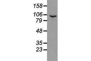 Image no. 2 for anti-Prominin 2 (PROM2) antibody (ABIN1500436)