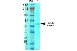 Western Blot analysis of Rat brain membrane lysate showing detection of EAAT3 protein using Mouse Anti-EAAT3 Monoclonal Antibody, Clone S180-41 .