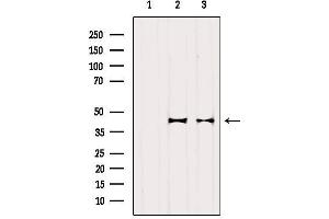 Western blot analysis of extracts from various samples, using OXA1L Antibody. (OXA1L Antikörper  (C-Term))