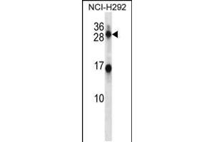 Western blot analysis in NCI-H292 cell line lysates (35ug/lane). (Kallikrein 14 Antikörper  (N-Term))