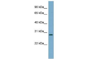 WB Suggested Anti-DNAJB9 Antibody Titration:  0. (DNAJB9 Antikörper  (N-Term))