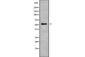 Western blot analysis GAS8 using HepG2 whole cell lysates