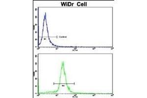 Flow cytometric analysis of WiDr cells using AXL Antibody (bottom histogram) compared to a negative control cell (top histogram). (AXL Antikörper)