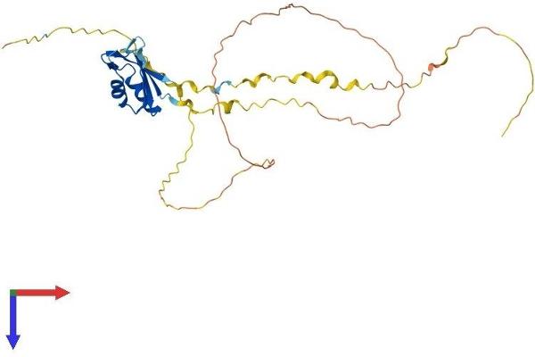 RNPS1 Protein (AA 1-305) (His tag)