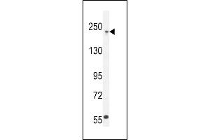 COL5A1 Antibody (N-term) (ABIN654444 and ABIN2844178) western blot analysis in  cell line lysates (35 μg/lane). (COL5A1 Antikörper  (N-Term))