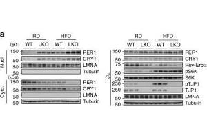 TJP1 deficiency enhances insulin sensitivity. (PER1 Antikörper  (AA 1-200))
