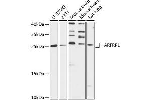 Western blot analysis of extracts of various cell lines, using  antibody  at 1:3000 dilution. (ARFRP1 Antikörper  (AA 1-201))