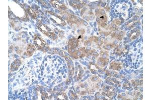 SILV antibody was used for immunohistochemistry at a concentration of 4-8 ug/ml to stain Epithelial cells of renal tubule (arrows) in Human Kidney. (Melanoma gp100 Antikörper)