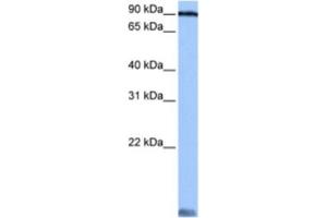Western Blotting (WB) image for anti-Alanyl tRNA Synthetase (AARS) antibody (ABIN2462111) (AARS Antikörper)