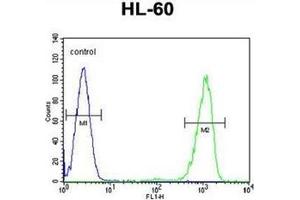 Flow cytometric analysis of HL-60 cells using CD39L3 / ENTPD3 Antibody (C-term) Cat. (ENTPD3 Antikörper  (C-Term))
