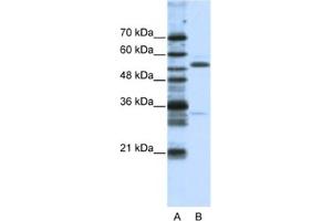 Western Blotting (WB) image for anti-Zinc Finger Protein 655 (ZNF655) antibody (ABIN2461928) (ZNF655 Antikörper)