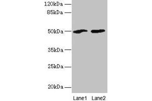Western blot All lanes: SPZ1 antibody at 4 μg/mL Lane 1: Mouse gonadal tissue Lane 2: NIH/3T3 whole cell lysate Secondary Goat polyclonal to rabbit IgG at 1/10000 dilution Predicted band size: 50 kDa Observed band size: 50 kDa (SPZ1 Antikörper  (AA 181-430))