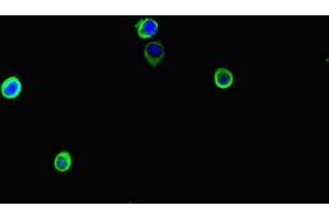 Immunofluorescent analysis of Hela cells using ABIN7169007 at dilution of 1:100 and Alexa Fluor 488-congugated AffiniPure Goat Anti-Rabbit IgG(H+L)