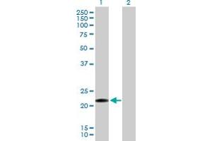 Western Blotting (WB) image for anti-C-Type Lectin Domain Family 1, Member B (CLEC1B) (AA 1-196) antibody (ABIN526586)