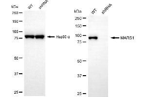 Western blotting analysis using MARS1 antibody (ABIN7799382). (Rekombinanter Methionine--tRNA Ligase, Cytoplasmic Antikörper)