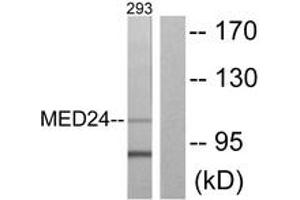 Western blot analysis of extracts from 293 cells, using MED24 Antibody.