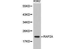 Western Blotting (WB) image for anti-RAP2A, Member of RAS Oncogene Family (RAP2A) antibody (ABIN1874550)