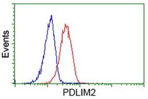 Image no. 6 for anti-PDZ and LIM Domain 2 (PDLIM2) antibody (ABIN1500125) (PDLIM2 Antikörper)