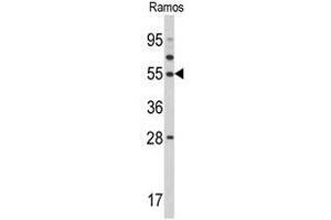 Western blot analysis of TUFM Antibody (N-term) in Ramos cell line lysates (35ug/lane).