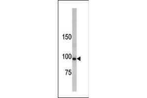 Western blot analysis of anti-hLLGL1 Pab (ABIN388988 and ABIN2839222) in 293 cell line lysate. (LLGL1 Antikörper  (N-Term))