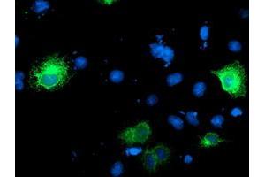 Anti-RPN1 mouse monoclonal antibody (ABIN2455101) immunofluorescent staining of COS7 cells transiently transfected by pCMV6-ENTRY RPN1 (RC201554). (RPN1 Antikörper)
