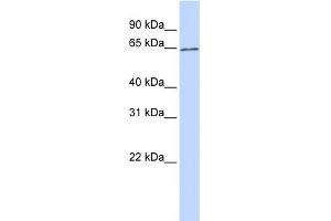 Western Blotting (WB) image for anti-Solute Carrier Family 2 (Facilitated Glucose Transporter), Member 13 (SLC2A13) (Middle Region) antibody (ABIN2781704)