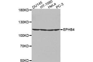 Western blot analysis of extracts of various cell lines, using EPHB4 antibody. (EPH Receptor B4 Antikörper  (AA 300-540))