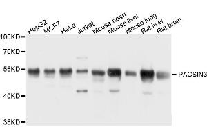 Western blot analysis of extract of various cells, using PACSIN3 antibody. (PACSIN3 Antikörper)