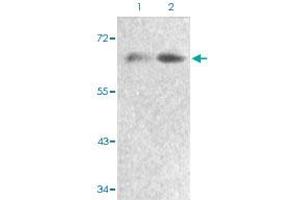 Western blot analysis of Lane 1: 293 cells, Lane 2: serum treated 293 cells with FOXO4 (phospho S197) polyclonal antibody  at 1:500-1:1000 dilution. (FOXO4 Antikörper  (pSer197))