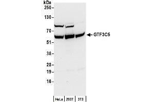 Western Blotting (WB) image for anti-General Transcription Factor IIIC, Polypeptide 5 (GTF3C5) (AA 469-519) antibody (ABIN7454732)