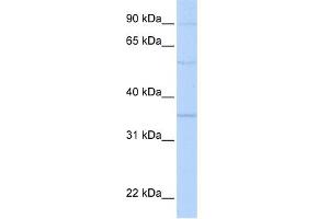 WB Suggested Anti-PHB2 Antibody Titration:  0. (Prohibitin 2 Antikörper  (N-Term))