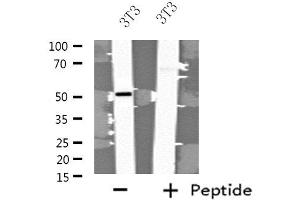 Western blot analysis of extracts from 3T3 cells, using FBLN5 antibody.
