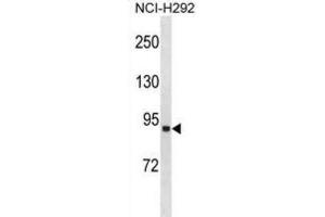 Western Blotting (WB) image for anti-Acyl-CoA Synthetase Long-Chain Family Member 1 (Acsl1) antibody (ABIN3001409) (ACSL1 Antikörper)