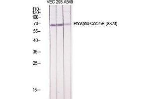 Western Blot (WB) analysis of specific cells using Phospho-Cdc25B (S323) Polyclonal Antibody. (CDC25B Antikörper  (pSer323))